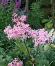 Filipendula rubra 'Venusta'