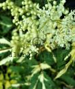 Filipendula ulmaria 'Variegata'