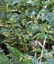 Filipendula ulmaria 'Variegata'