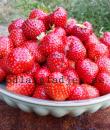 Fragaria x ananassa 'Ostara'
