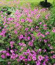 Geranium 'Patricia'