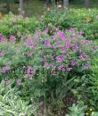 Geranium 'Patricia'