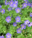 Geranium ROZANNE 'Gerwat'
