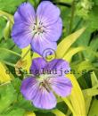 Geranium ROZANNE 'Gerwat'