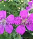 Geranium 'Sirak'