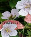 Geranium himalayense 'Derrick Cook'