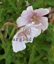 Geranium himalayense 'Derrick Cook'