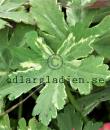 Geranium macrorrhizum 'Variegata'
