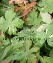 Geranium macrorrhizum 'Variegata'