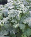 Geranium macrorrhizum 'Variegata'