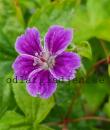 Geranium nodosum 'Clos du Coudray'