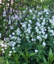 Geranium phaeum 'Album'