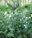 Geranium phaeum 'Album'