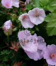 Geranium sanguineum 'Apfelblüte'