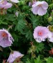 Geranium sanguineum 'Apfelblüte'