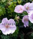 Geranium sanguineum 'Apfelblüte'