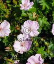 Geranium sanguineum 'Apfelblüte'