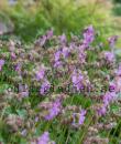 Geranium x cantabrigiense 'Karmina'