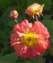 Geum 'Bohema Pink'