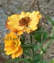 Geum 'Totally Tangerine'