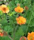 Geum 'Totally Tangerine'