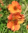 Geum 'Totally Tangerine'
