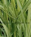 Glyceria maxima 'Variegata'