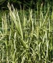 Glyceria maxima 'Variegata'