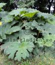 Gunnera manicata