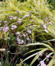 Gypsophila 'Rosenschleier'