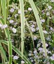 Gypsophila 'Rosenschleier'