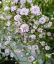 Gypsophila 'Rosenschleier'