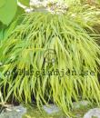 Hakonechloa macra 'Aureola'