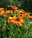 Helenium (Autumnale-Gruppen) 'Sahin's Early Flowerer'