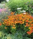 Helenium (Autumnale-Gruppen) 'Sahin's Early Flowerer'