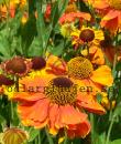 Helenium (Autumnale-Gruppen) 'Sahin's Early Flowerer'