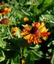 Helenium (Autumnale-Gruppen) 'Short 'n' Sassy'