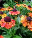 Helenium (Autumnale-Gruppen) 'Short 'n' Sassy'