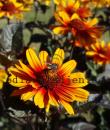 Heliopsis helianthoides 'Burning Hearts'