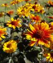 Heliopsis helianthoides 'Burning Hearts'