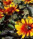Heliopsis helianthoides 'Burning Hearts'