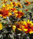 Heliopsis helianthoides 'Burning Hearts'