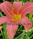Hemerocallis 'Pink Damask'