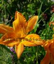 Hemerocallis 'Primal Scream'