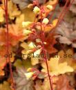 Heuchera 'Ginger Ale'