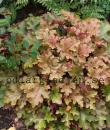 Heuchera 'Marmalade'