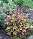 Heuchera 'Marmalade'