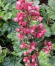 Heuchera 'Paris'