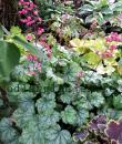Heuchera 'Paris'