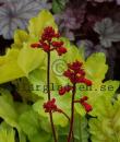 Heuchera 'Tokyo'
